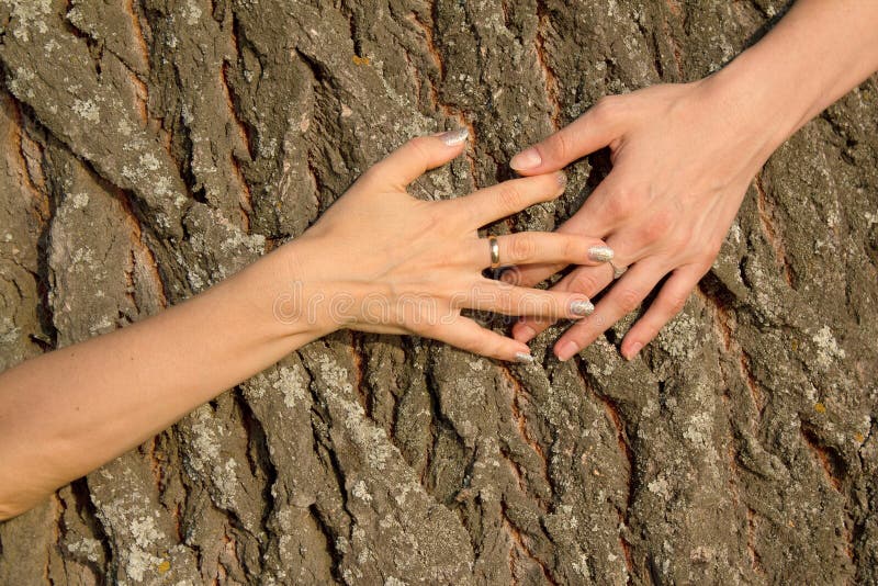 Hands female embracing tree