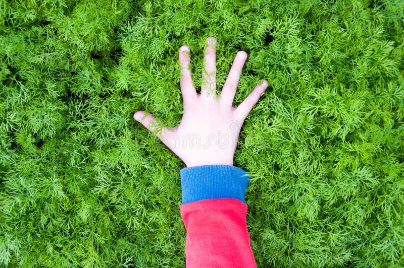 In the hands of fresh dill. Garden of vegetables. Field of fresh green dill royalty free stock image