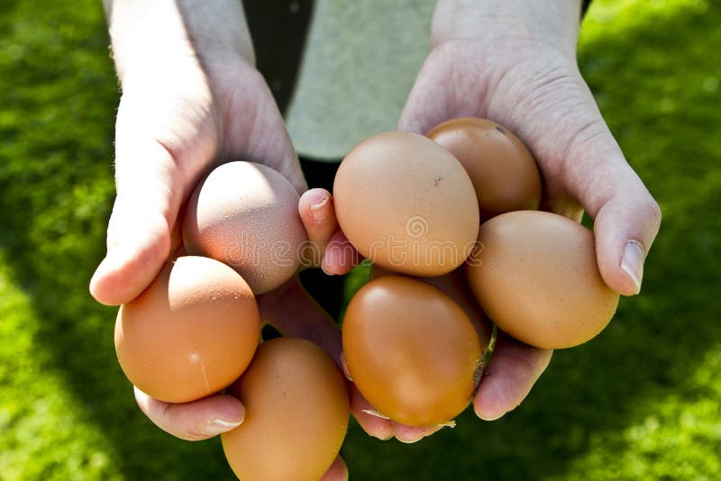 Hands with fresh eggs