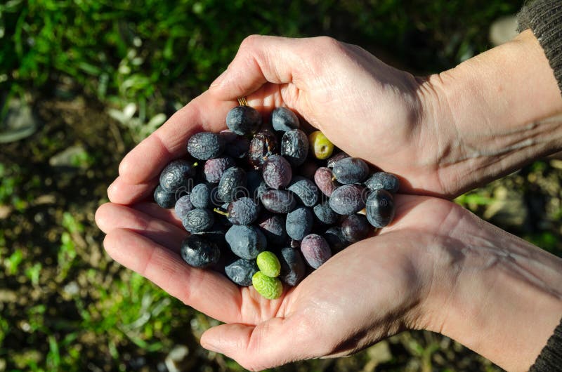 Olives in hands stock photo. Image of greece, food, cultivation 482374