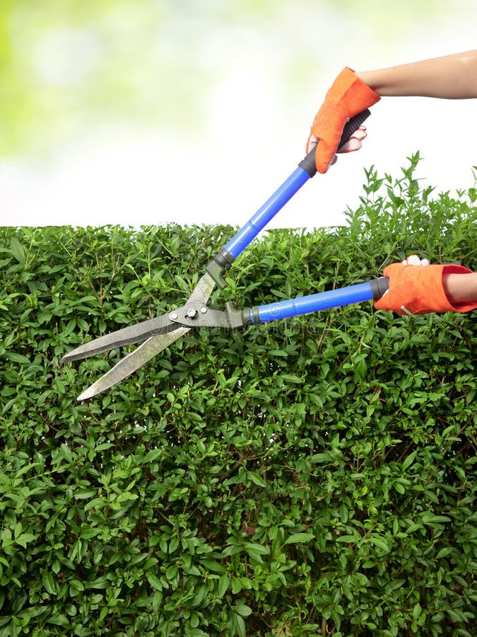 Hands with garden shears royalty free stock photos