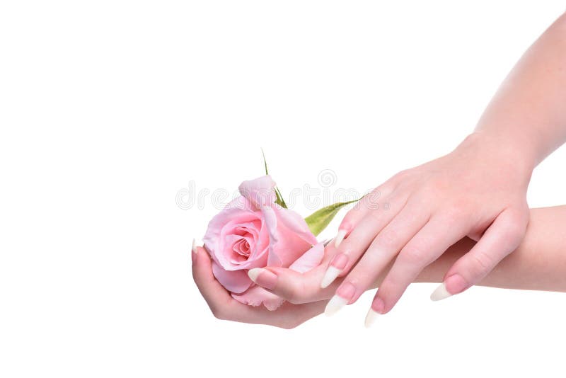 Hands girl with natural manicure. Rose flower in the hands girl.