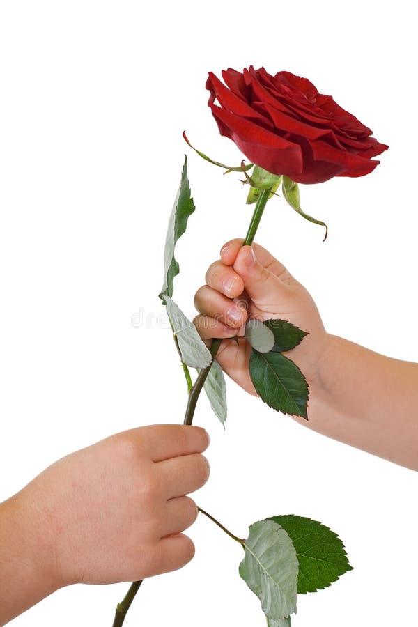 Hands Giving And Receiving A Flower Stock Photography Image 7917222