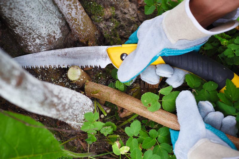 Hands with gloves of gardener doing maintenance work, pruning trees in autumn