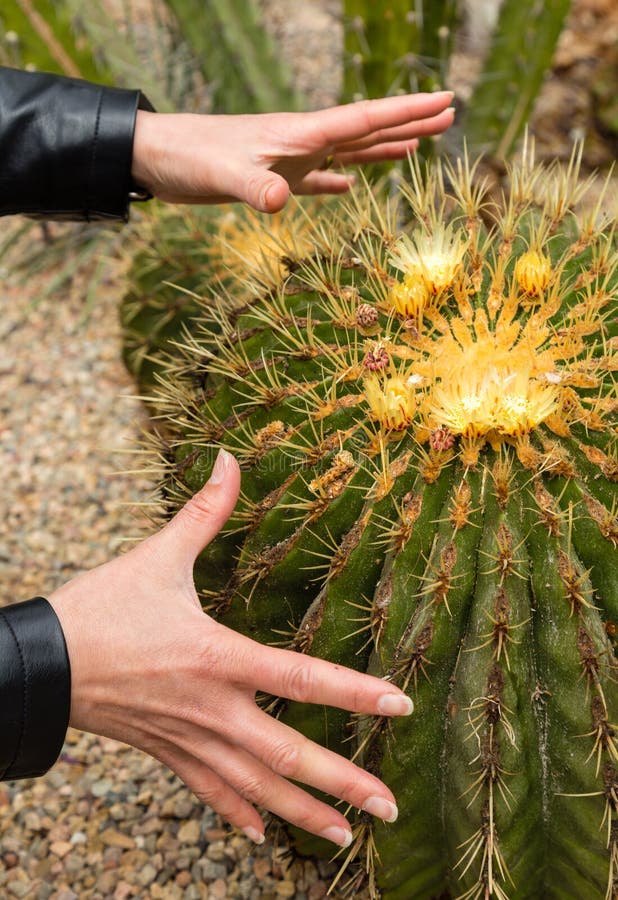 hands-grabbing-cactus-both-reaching-to-grab-touching-thorns-72811881.jpg