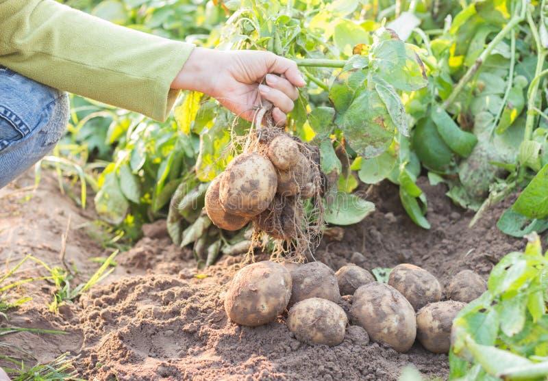 Hands Harvesting Fresh Organic Potatoes Stock Photo Image of green