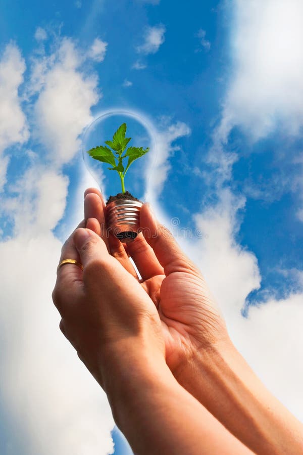 Hands hold green plant in light bulb