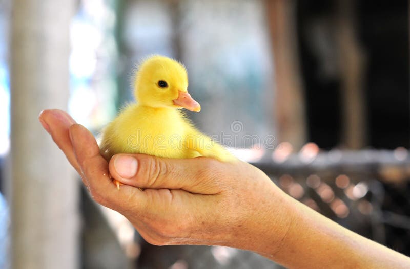 Hands holding a baby duck