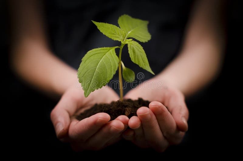 Hands holding baby plant or Growth and Development
