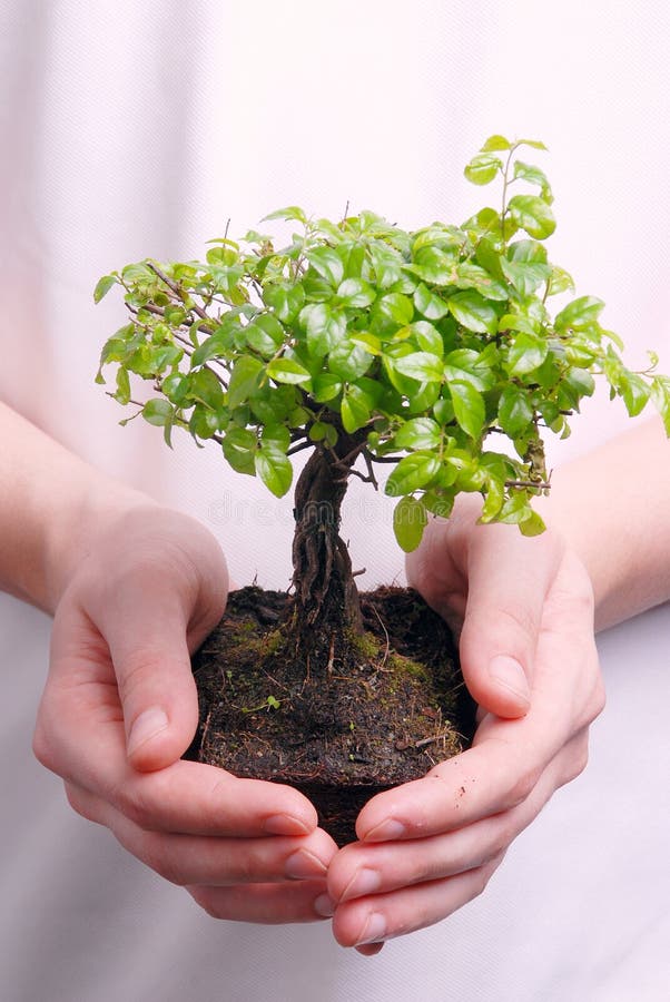 Hands holding a Bonsai tree