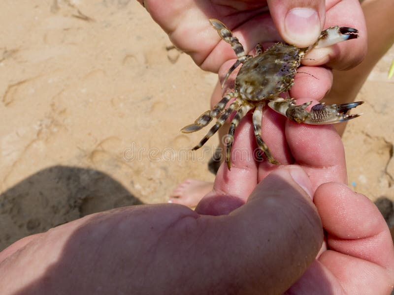 Hands holding a crab stock image. Image of animal, legs 46978109