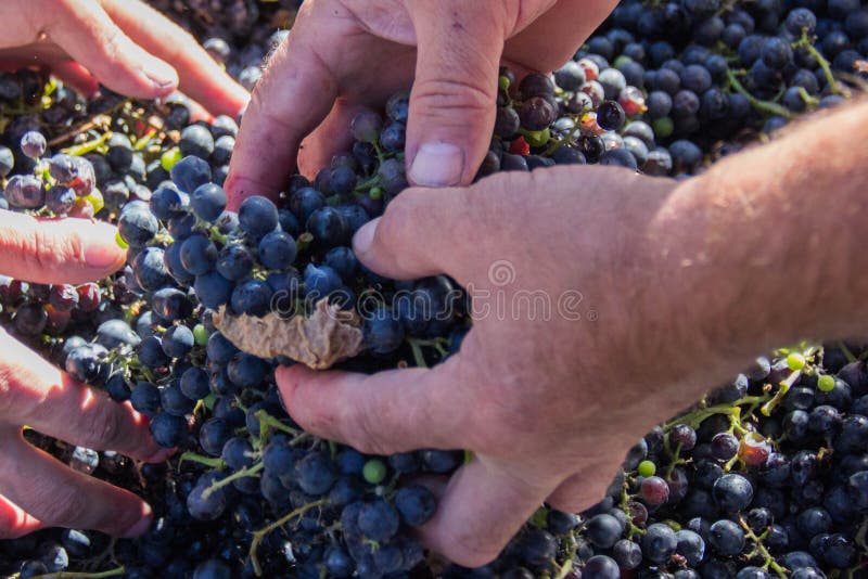 Hands Holding Crushed Grapes. Blue Grapes. Collection of Wine Gr Stock