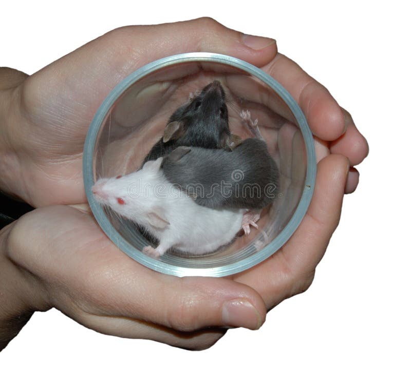 Hands holding cup with three mice