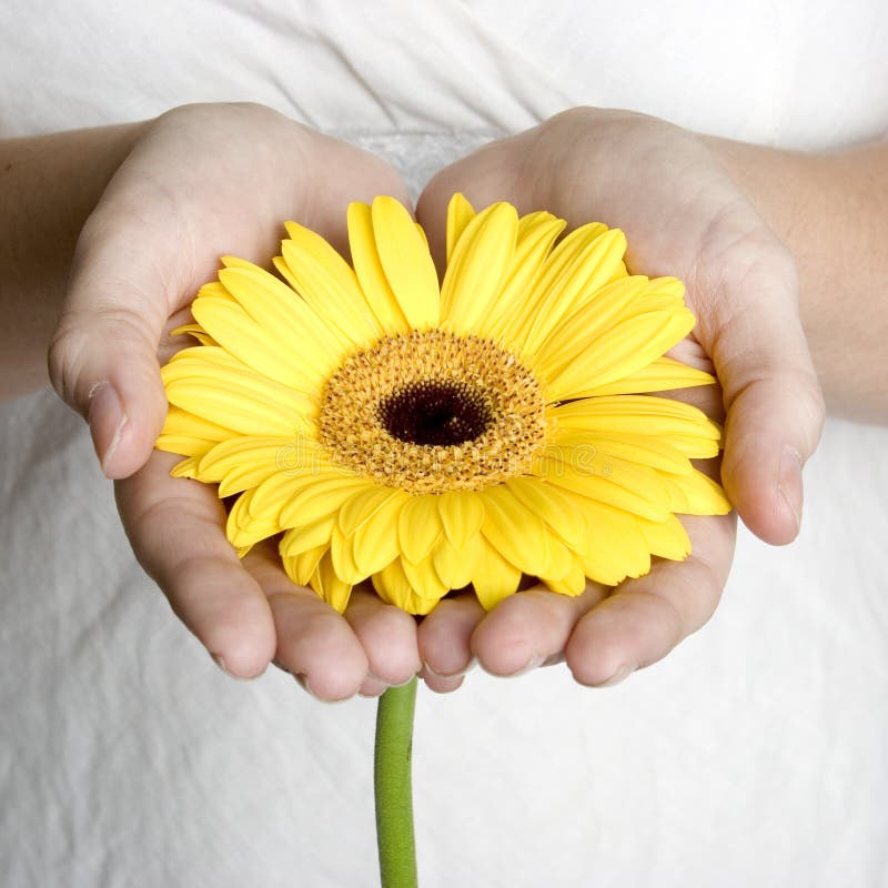 Hands Holding Flower Stock Photo Image 3270570