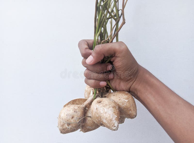 Hands Holding Fresh Jicama or Bengkoang Stock Image Image of fresh