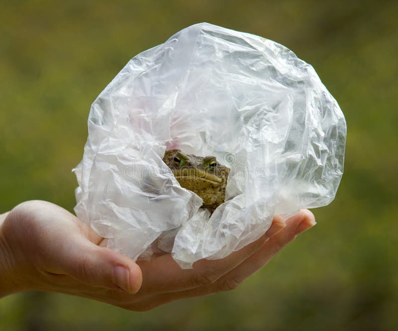 bean bolsa frog pattern