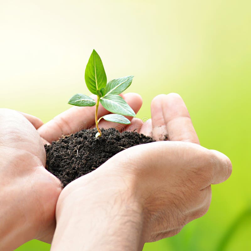 Hands holding green seedling with soil royalty free stock photography