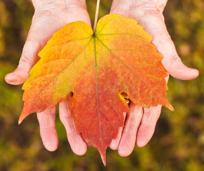 Hands Holding A Leaf Stock Image - Image: 18602771