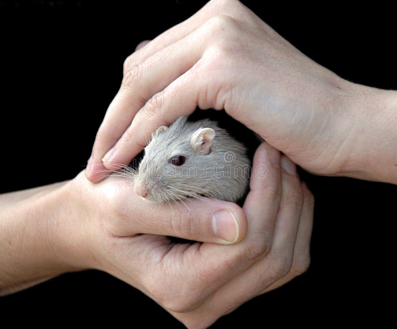 Hands holding mouse