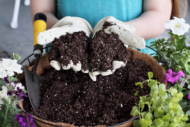 Hands Holding Potting Soil. Young woman holding potting soil over a hanging basket with flowers. Flowers include Verbena, Petunias, Creeping Jenny and Alyssum stock photography