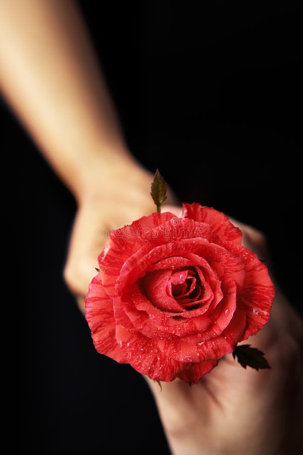 Hands Holding Red Rose and the Other Receiving Stock Image Image of