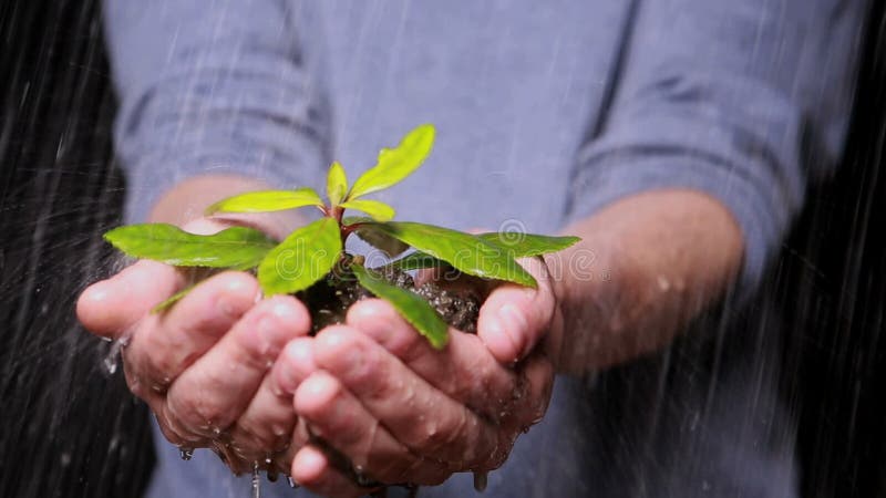 Hands holding seedling in the rain stock video footage