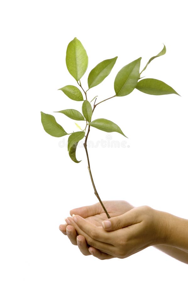 Hands holding small tree