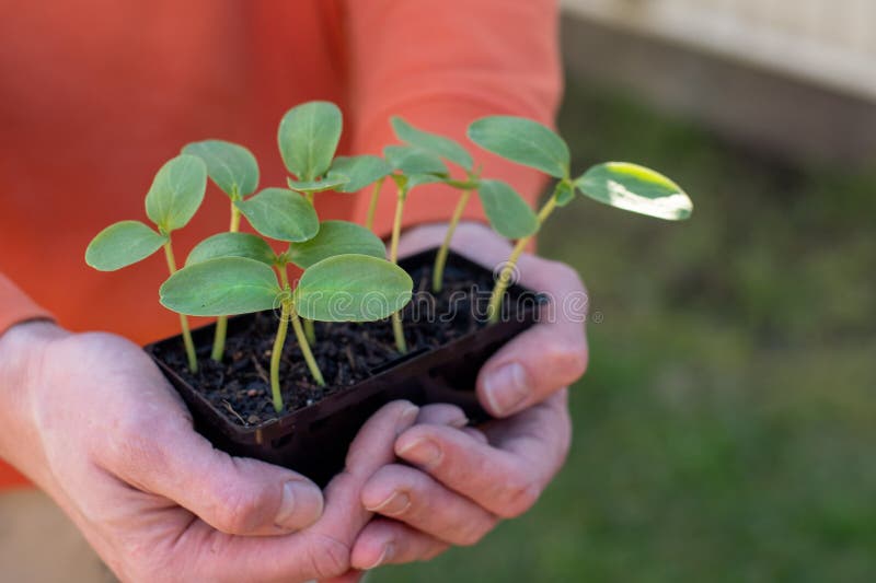 Hands holding a tray with fresh sprouted cucumber seedlings. Gardening concept stock photos