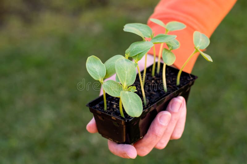 Hands holding a tray with fresh sprouted cucumber seedlings. Gardening concept stock photography