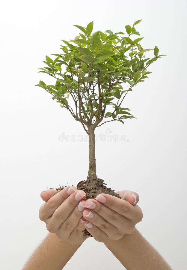 Weiblich Händen einen kleinen Baum.