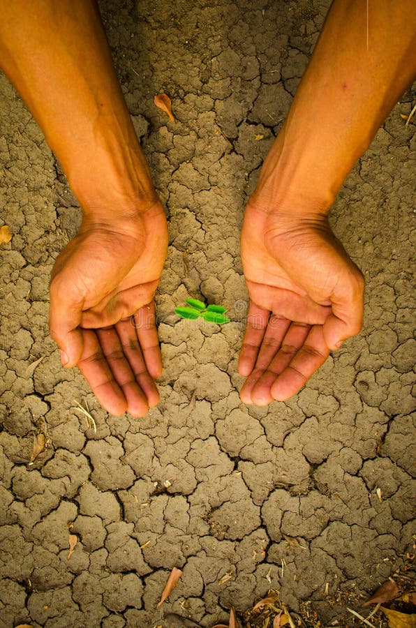 Hands Holding Tree Growing on Cracked Earth Stock Image - Image of ...