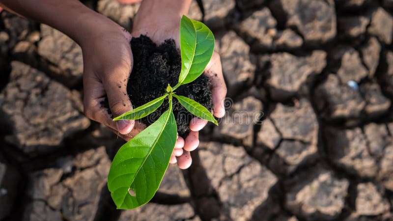 Hands holding a tree growing on cracked ground. global warming theme human hands defending green grass sprout rising from rainless