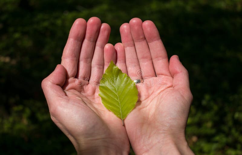 Hands Holding Young Green Leaf on Green Background Stock Photo - Image