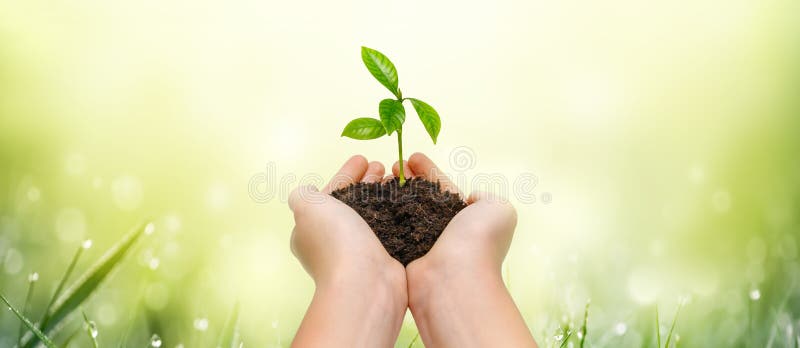 Hands holding young green plant on green nature background.