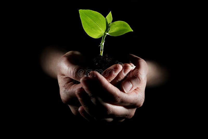 Hands holding young plant royalty free stock image