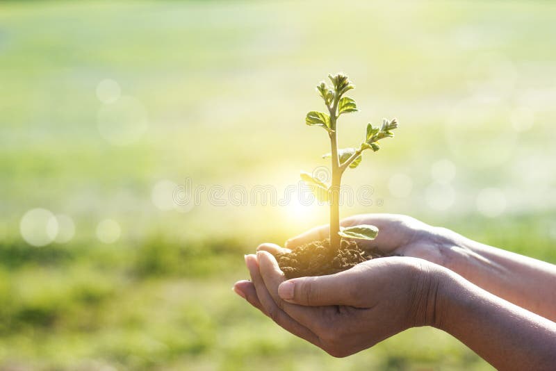 Hands Holding Young Plants Sprouting and Growing on Green Nature Background,  Earth Day, New Life Growth Ecology and Business Stock Photo - Image of  change, career: 162020214