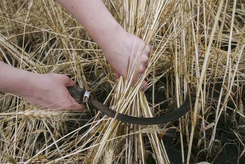 Wheat with sickle stock photo. Image of grow, blue, nature - 15842328