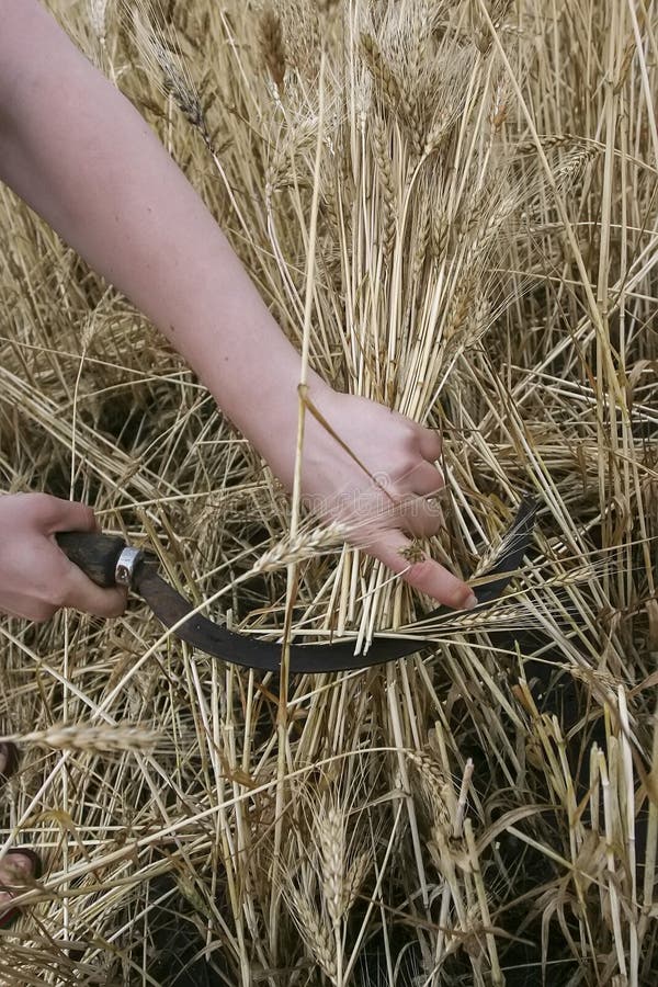 Wheat with sickle stock photo. Image of grow, blue, nature - 15842328