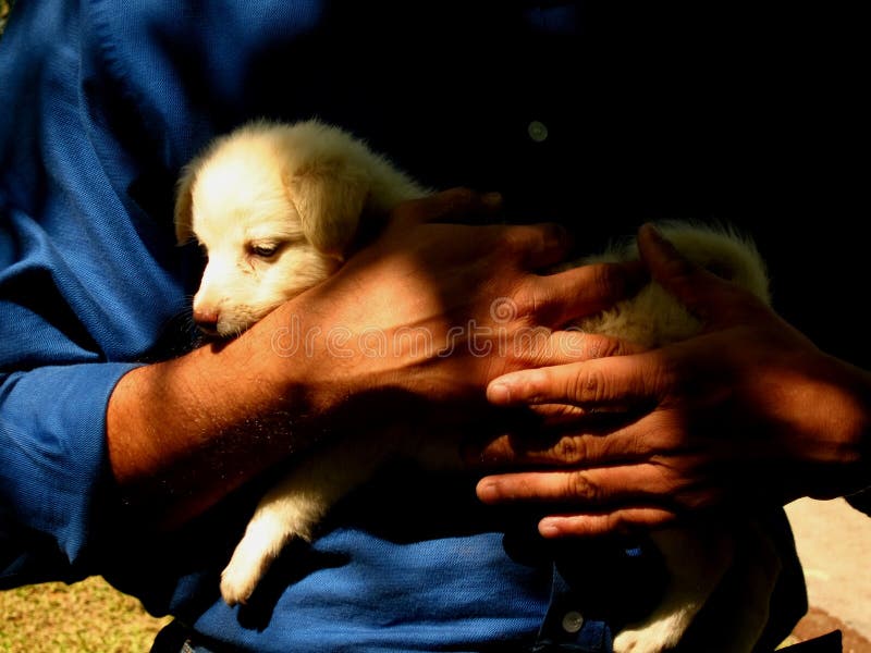 Hands of Man Holding Puppy Dog Stock Photo Image of mammal, love 3649160
