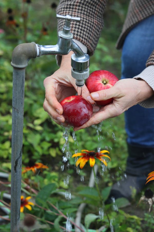 Ruky z stredná starý žena jablko voda prúd využiť v záhrade.