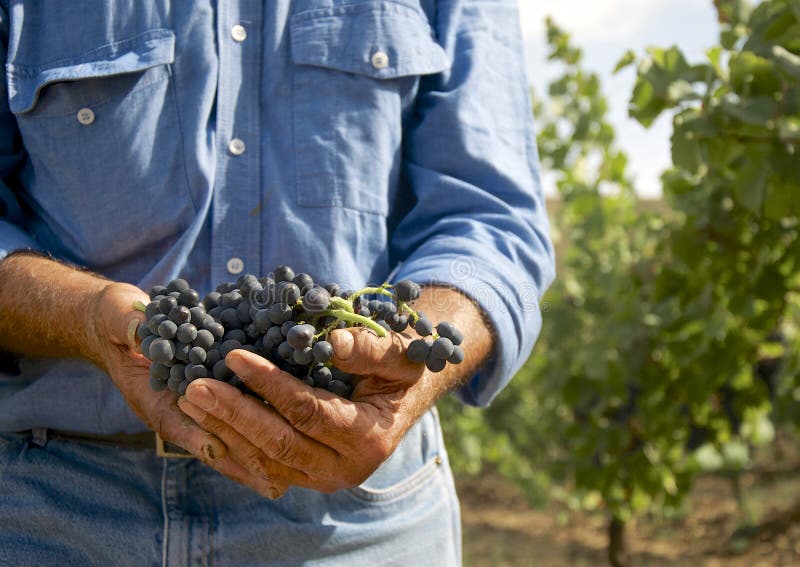 Mani da vecchio contadino possesso nero uva siciliano vigneti.