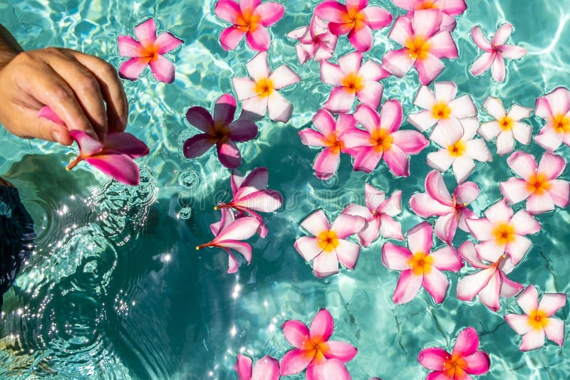 Hands Over the Pool with Flowers. Tropical Flowers Frangipani Plumeria ...