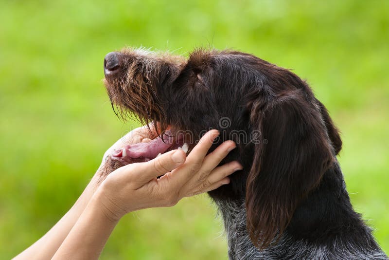 Hands of Owner Petting a Dog Stock Photo - Image of fidelity, fondle