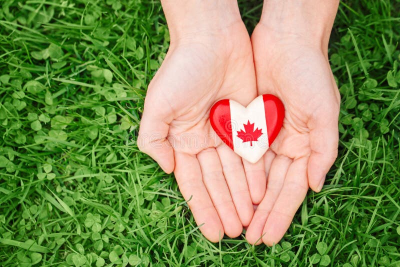 hands palms holding round badge with red white canadian flag maple leaf, on green grass forest nature background, Canada Day stock photo hands palms holding round badge with red white canadian flag maple leaf, on green grass forest nature background, Canada Day stock photo