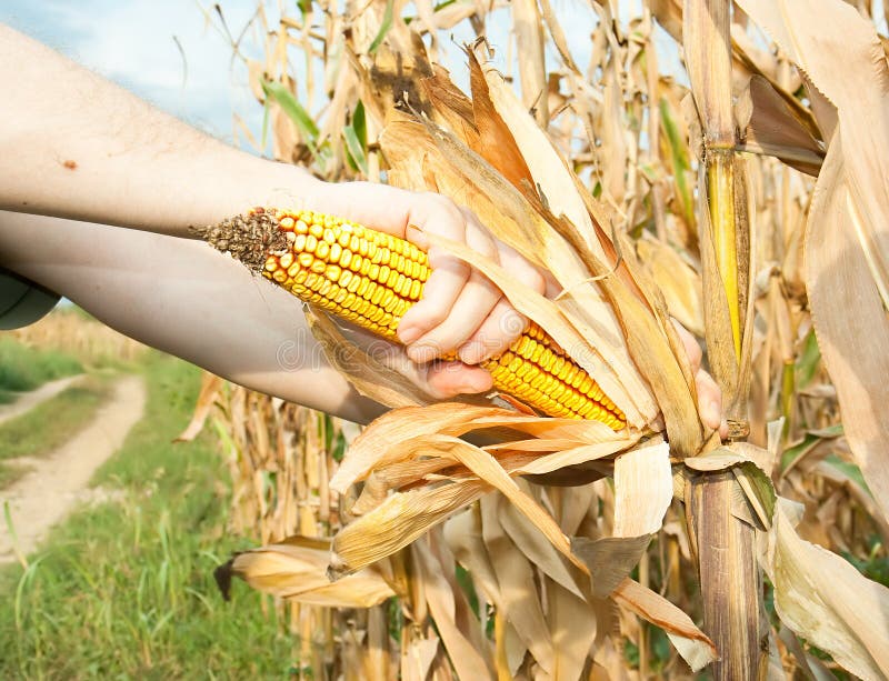 A hands is picking a corn