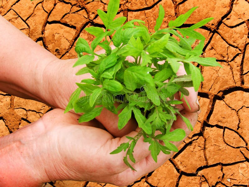 Hands with a plant