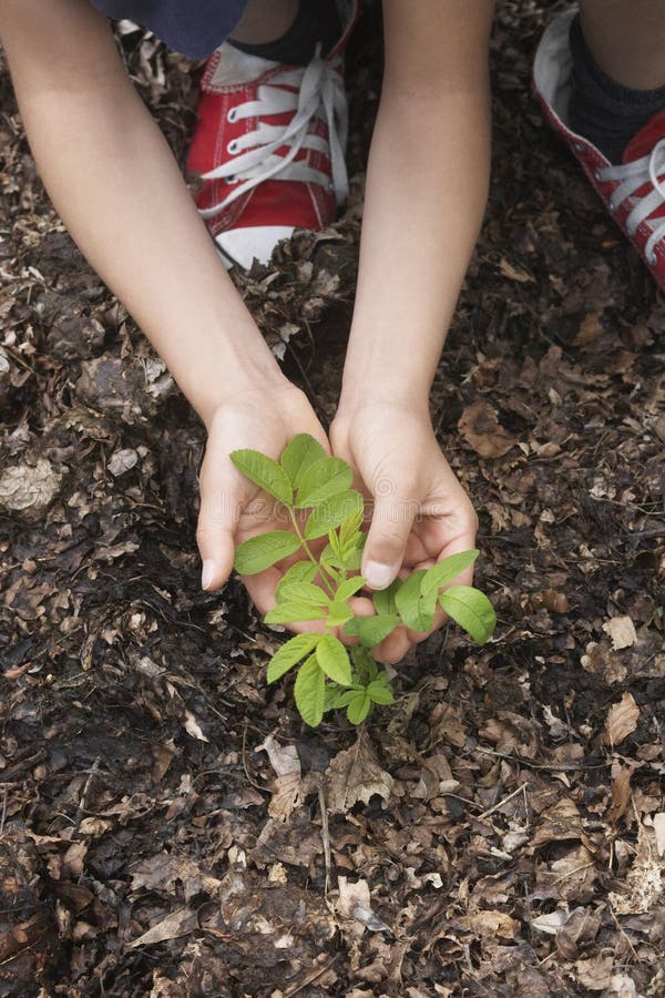 Hands Planting Black Locust Tree Seedling stock photography