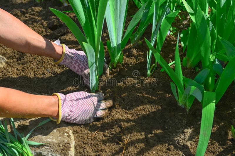 Hands planting iris flower plants royalty free stock photo