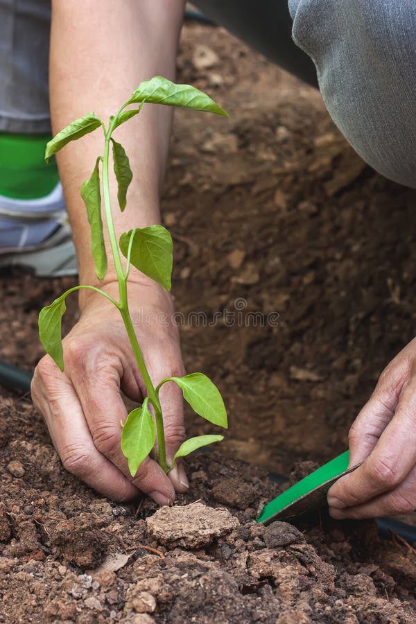 Hands planting a pepper seedling stock photo