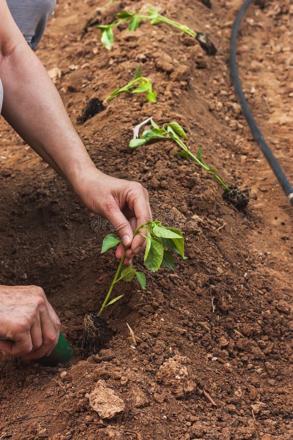 Hands planting a pepper seedling stock images